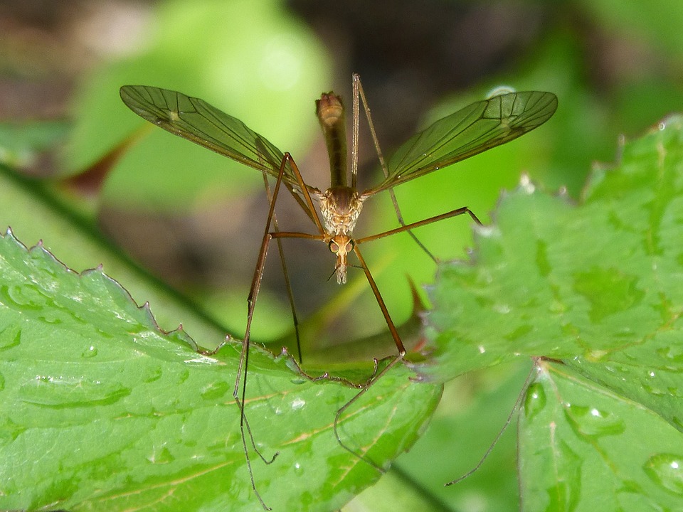 Avoiding The Zika Virus